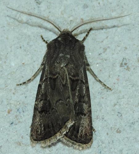 Réf. 285 657 : Agrotis bigramma